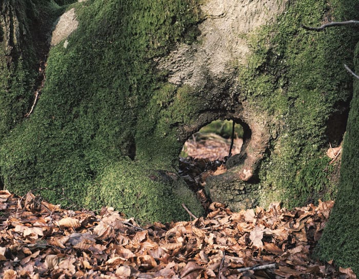 Moss and tunnel at base of tree