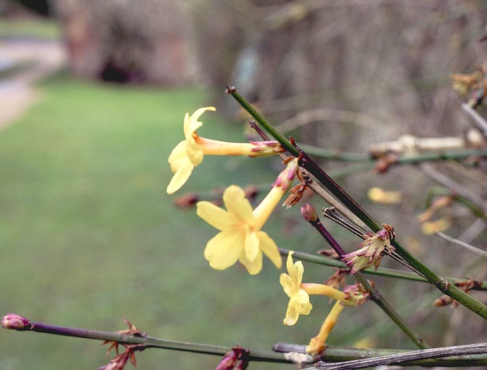 yellow jasmine