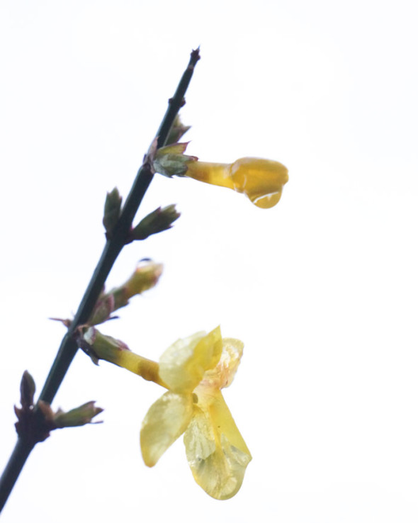 yellow jasmine after frost