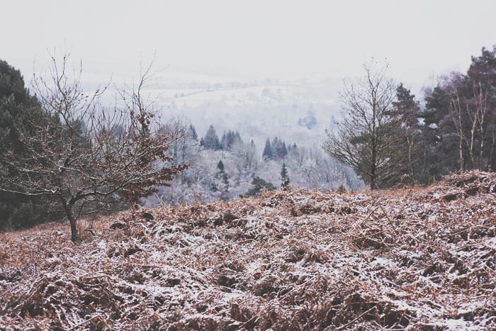 Ashodwn Forest snow and a view