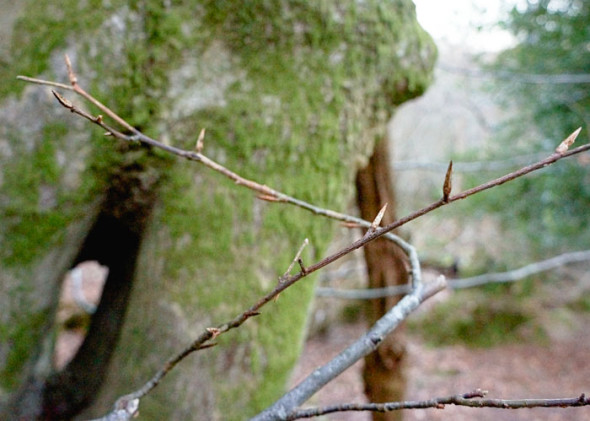 beech twigs and buds