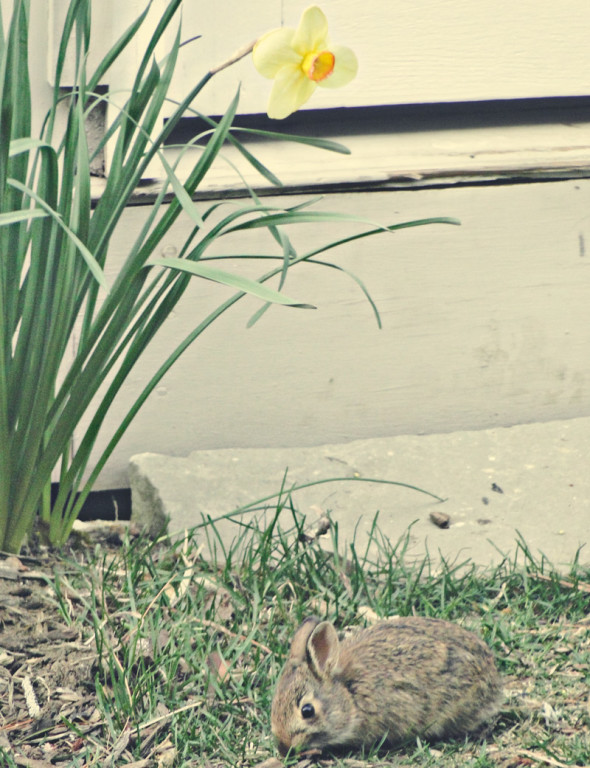 Bunny and Daffodil