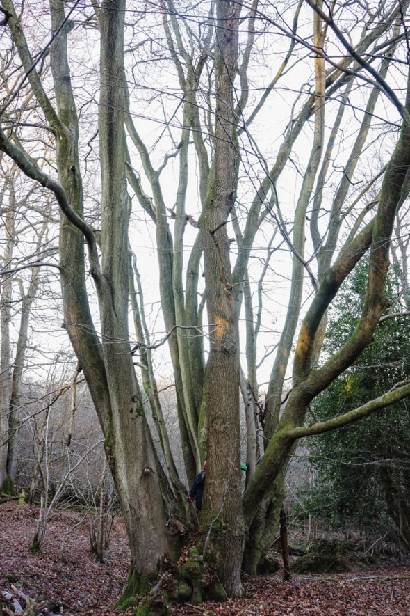 Cluster of beech trees and oak