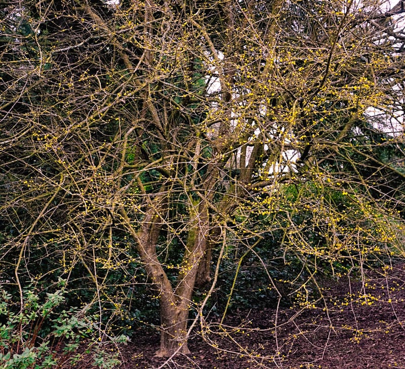 Cornellian Cherry Cornus Mas