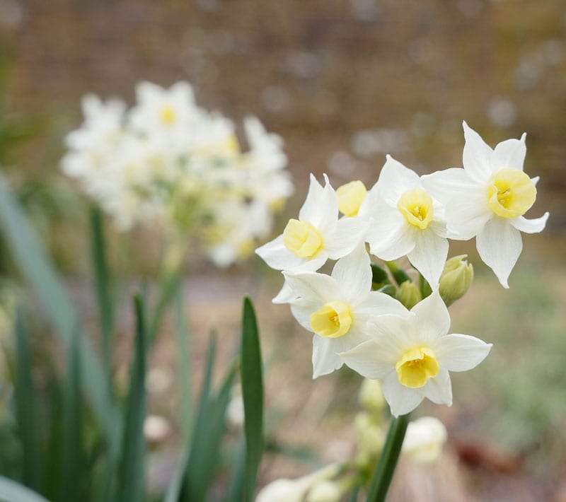 Bunch Daffodils Narcissus Tazetta