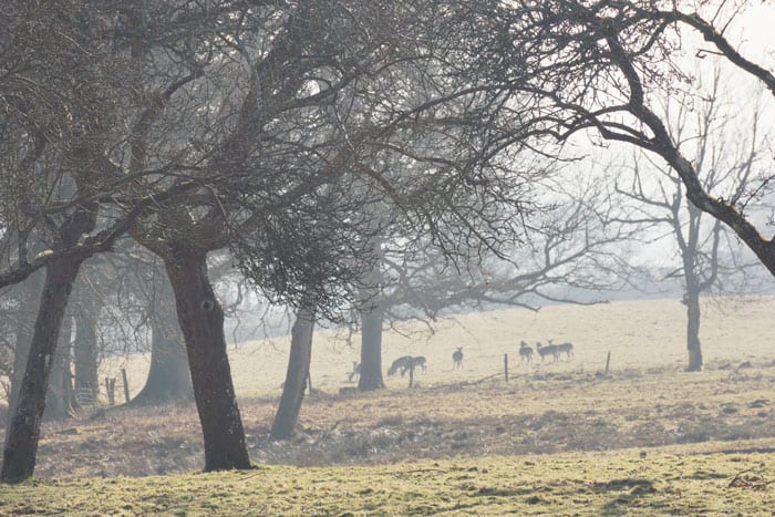 Herd of deer behind trees