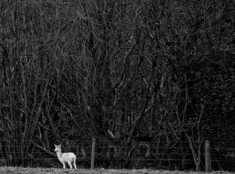 White fawn in front of woods with deer inside