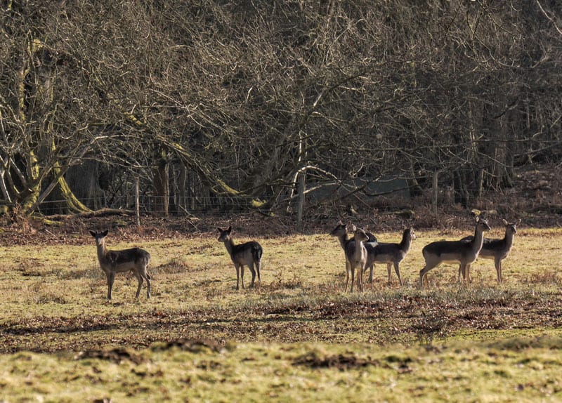 Deer on alert near trees