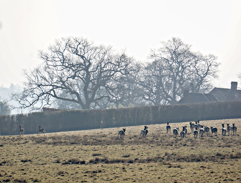 Deer running across field