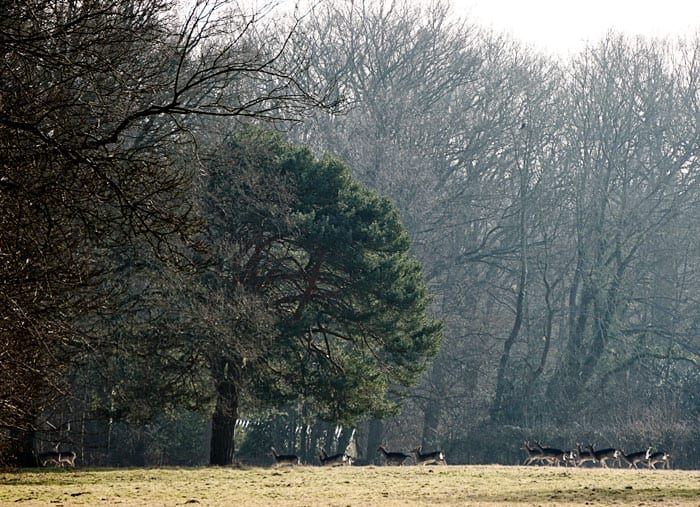 deer running into woods