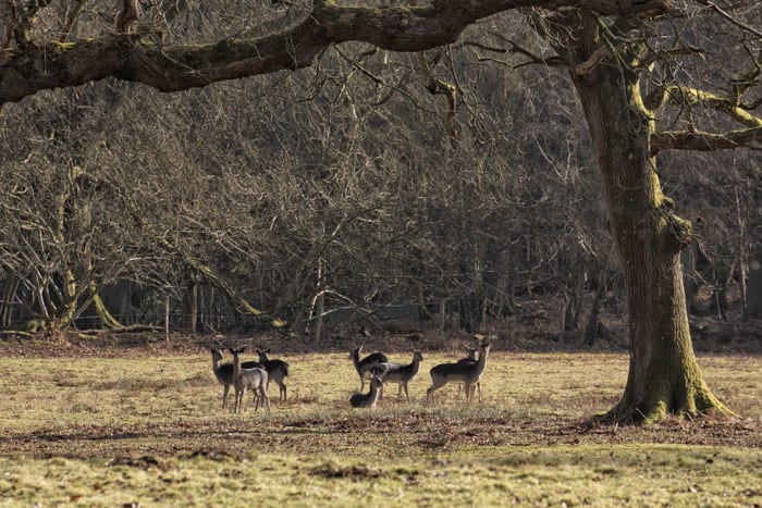 Herd of deer under a tree