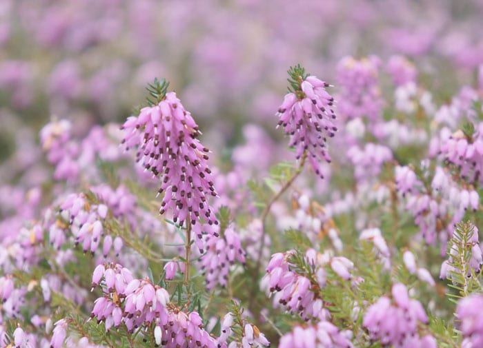 Heather - Erica carnea