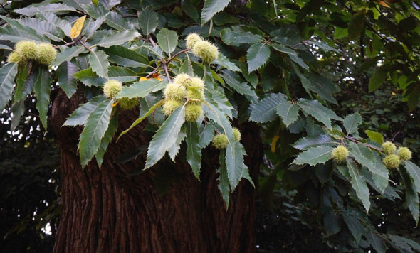 Seed pods on sweet chesnut tree