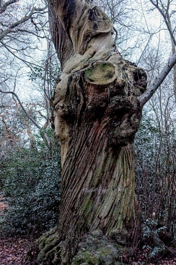 Bark on ancient chesnut in winter