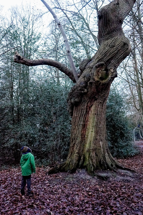 Twisted Ancient Sweet Chestnut in winter