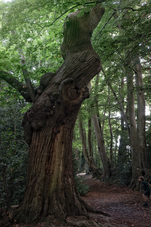 Twisted Ancient Sweet Chestnut in late summer