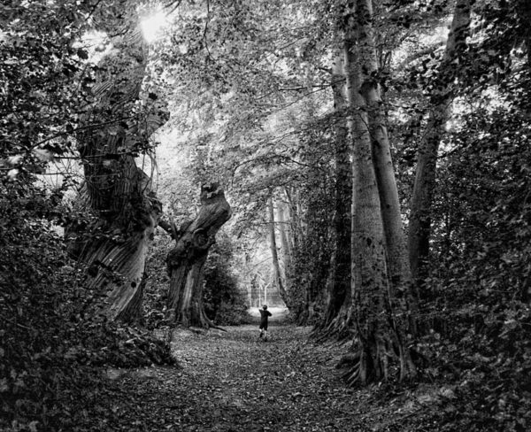 Evelyn Sweet Chestnut tree avenue in Felbridge B&W