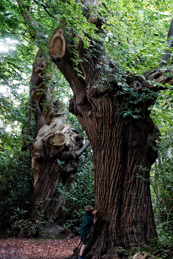 Bark on ancient sweet chestnuts in late summer