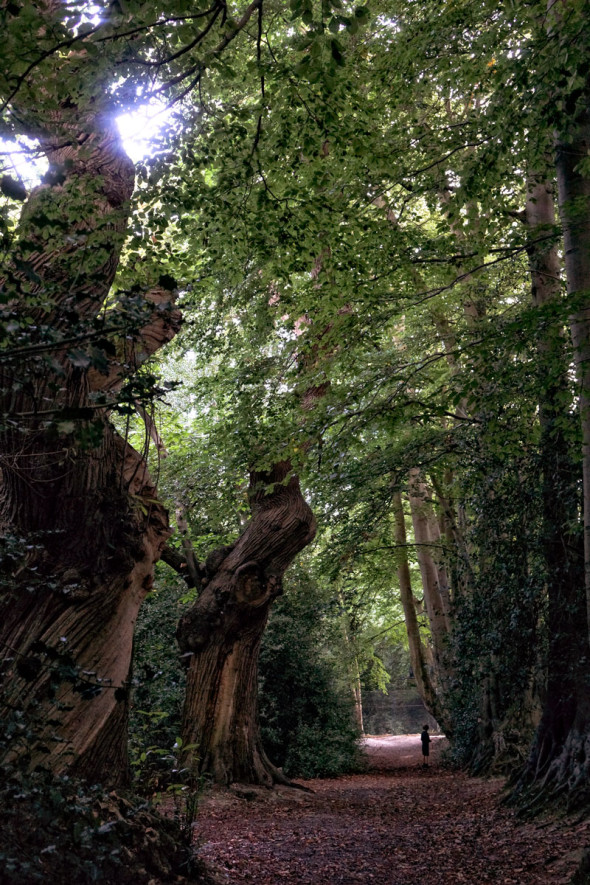 Evelyn Chestnut avenue late summer