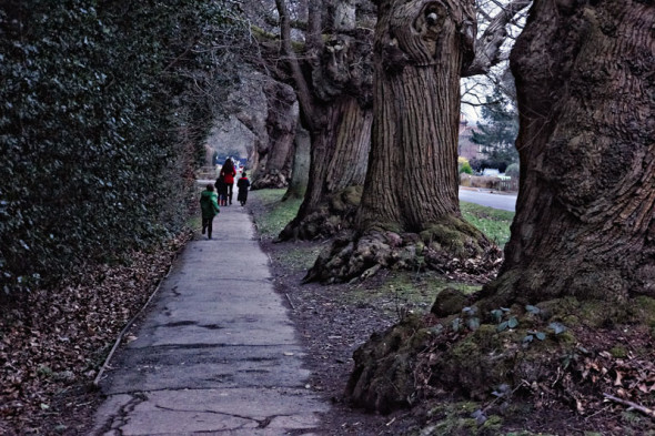 Evelyn trees on Crawley Down Road in winter