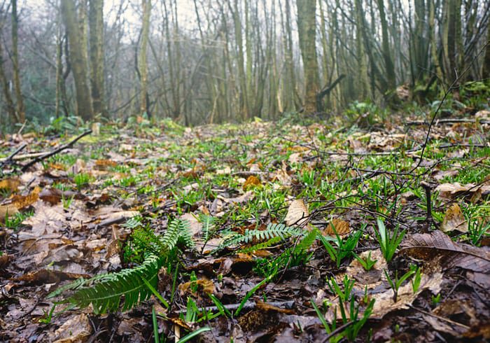 Ferns and bluebell shoots in woods