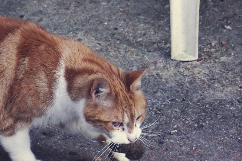 Ginger cat with vole.