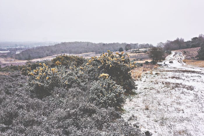Gorse and snowy path Ashdown Forest