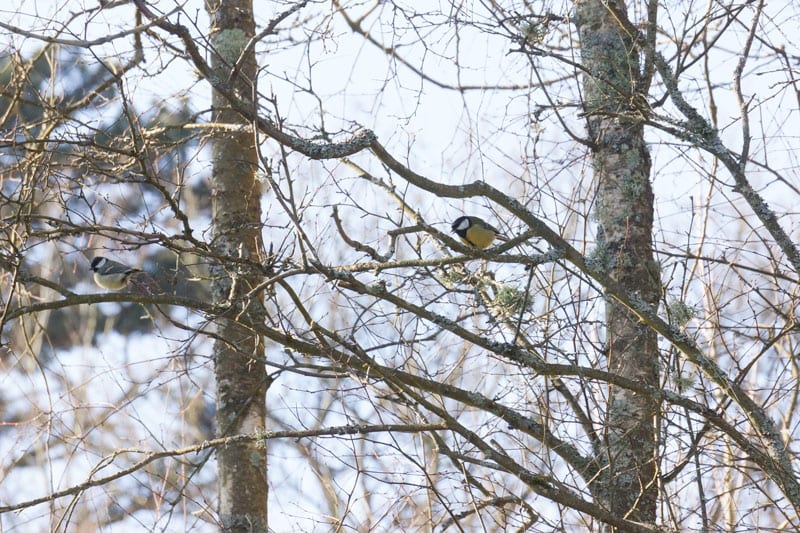 Great Tits in a tree