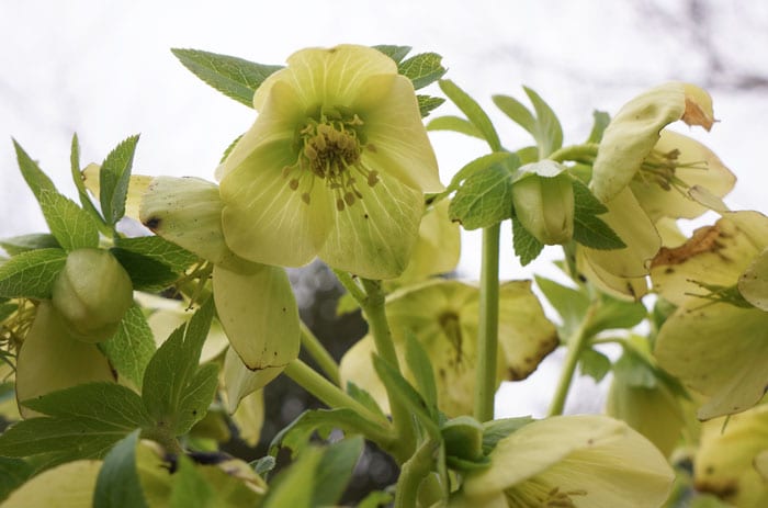 Hellebore - Helleborus Orientalis