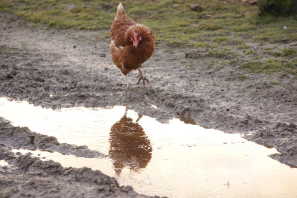 hen and reflection