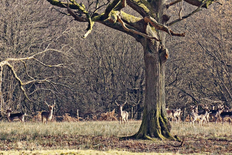 Herd of fallow deer with stags