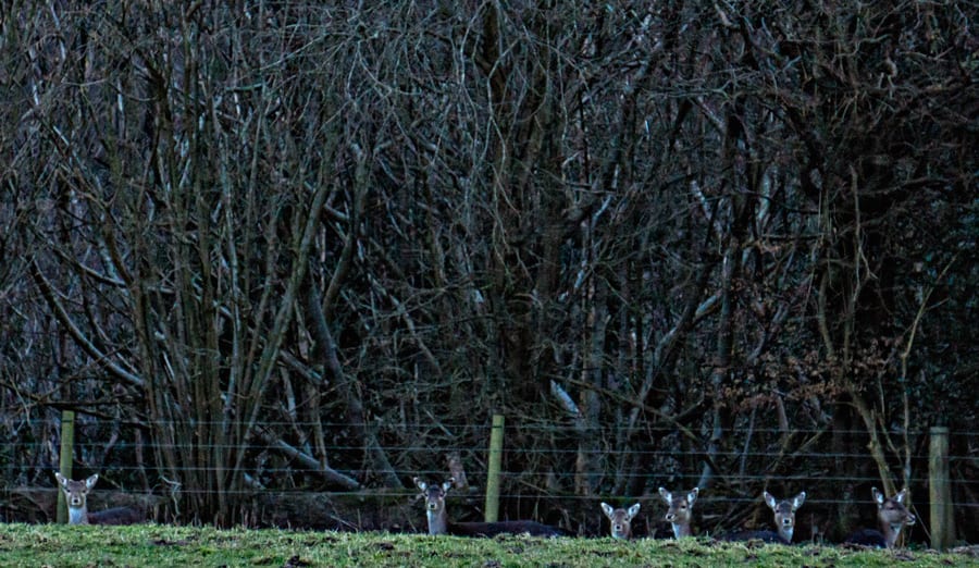 Hide and seek Fallow Deer