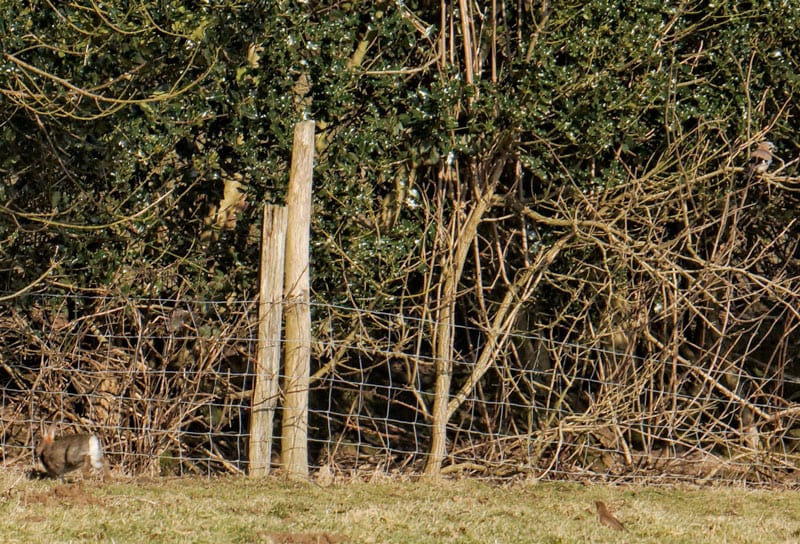 Jay in tree and rabbit running