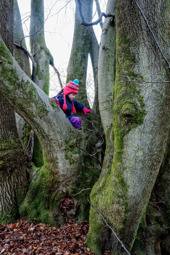 climbing on beech trees
