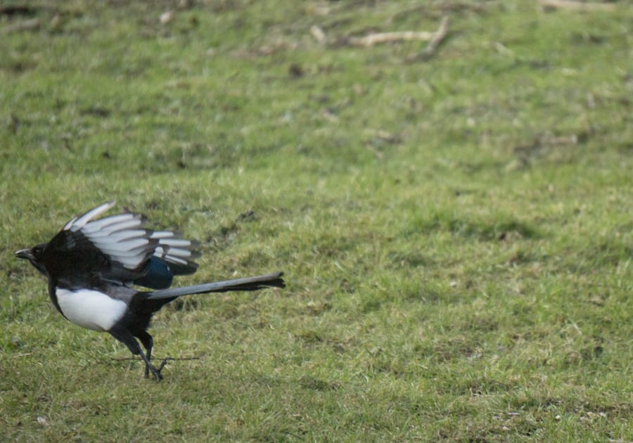 Magpie taking off