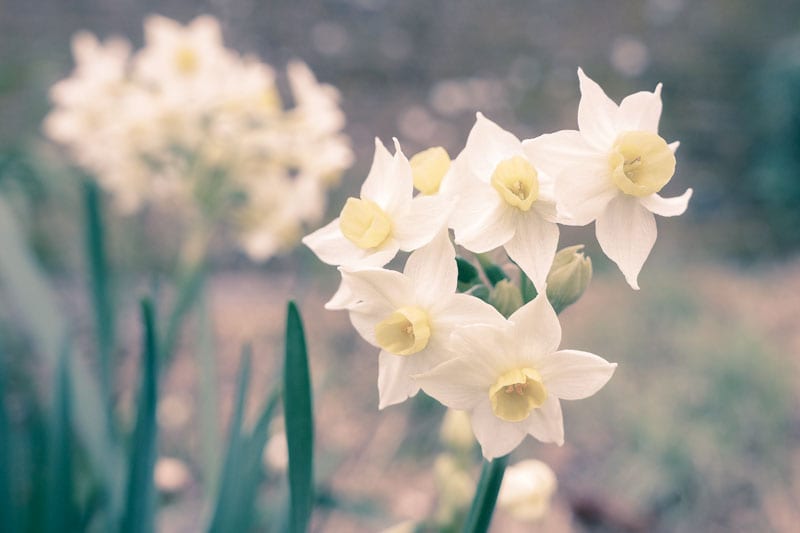 Bunch Daffodils - Narcissus Tazetta