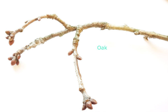 Oak tree twigs and buds in winter