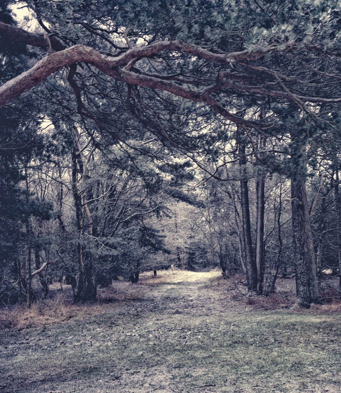 Path into pine woods Ashdown Forest