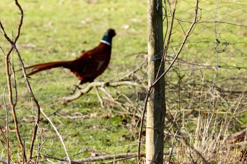 Pheasant running