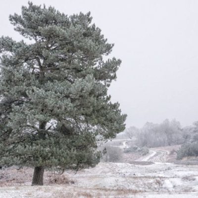 Pine tree and snow in Ashdown Forest