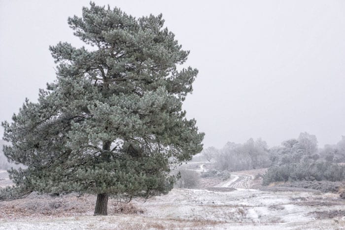 Pine tree and snow in Ashdown Forest