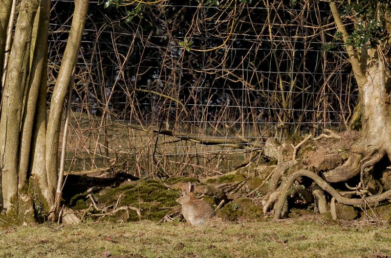 Rabbit next to tree roots
