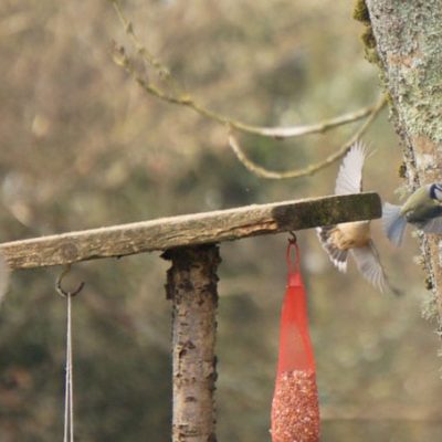 Robin Great Tit and Nuthatch flying off birdfeeder