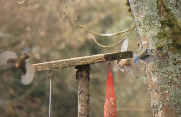 Robin Great Tit and Nuthatch flying off birdfeeder