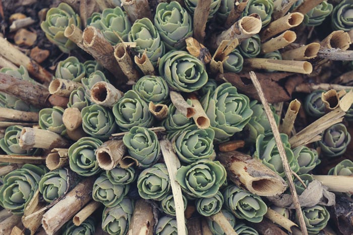 Sedum Autumn Joy