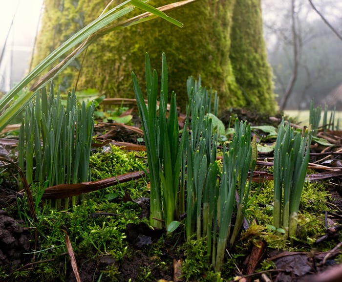 Plant shoots under a tree