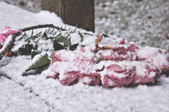 Snow and roses on bench