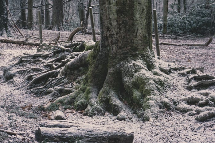 Snow covered oak roots in Ashdown Forest