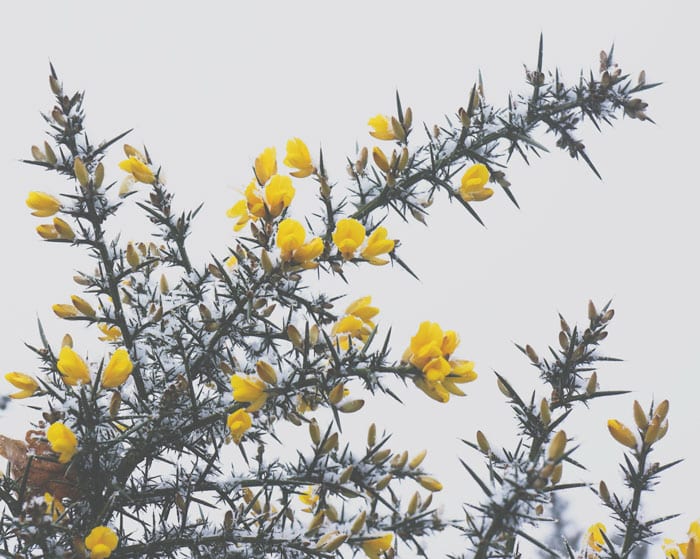 Snow covered gorse against the sky