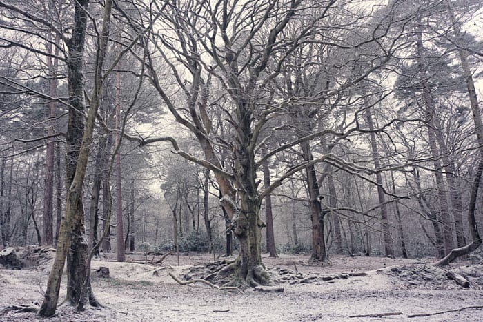 Snow in woods in Ashdown Forest